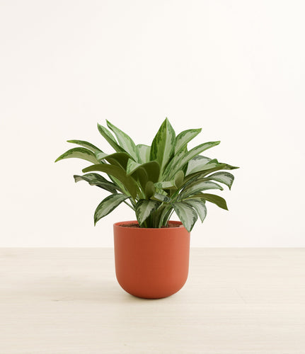 Earth Red*****Profile