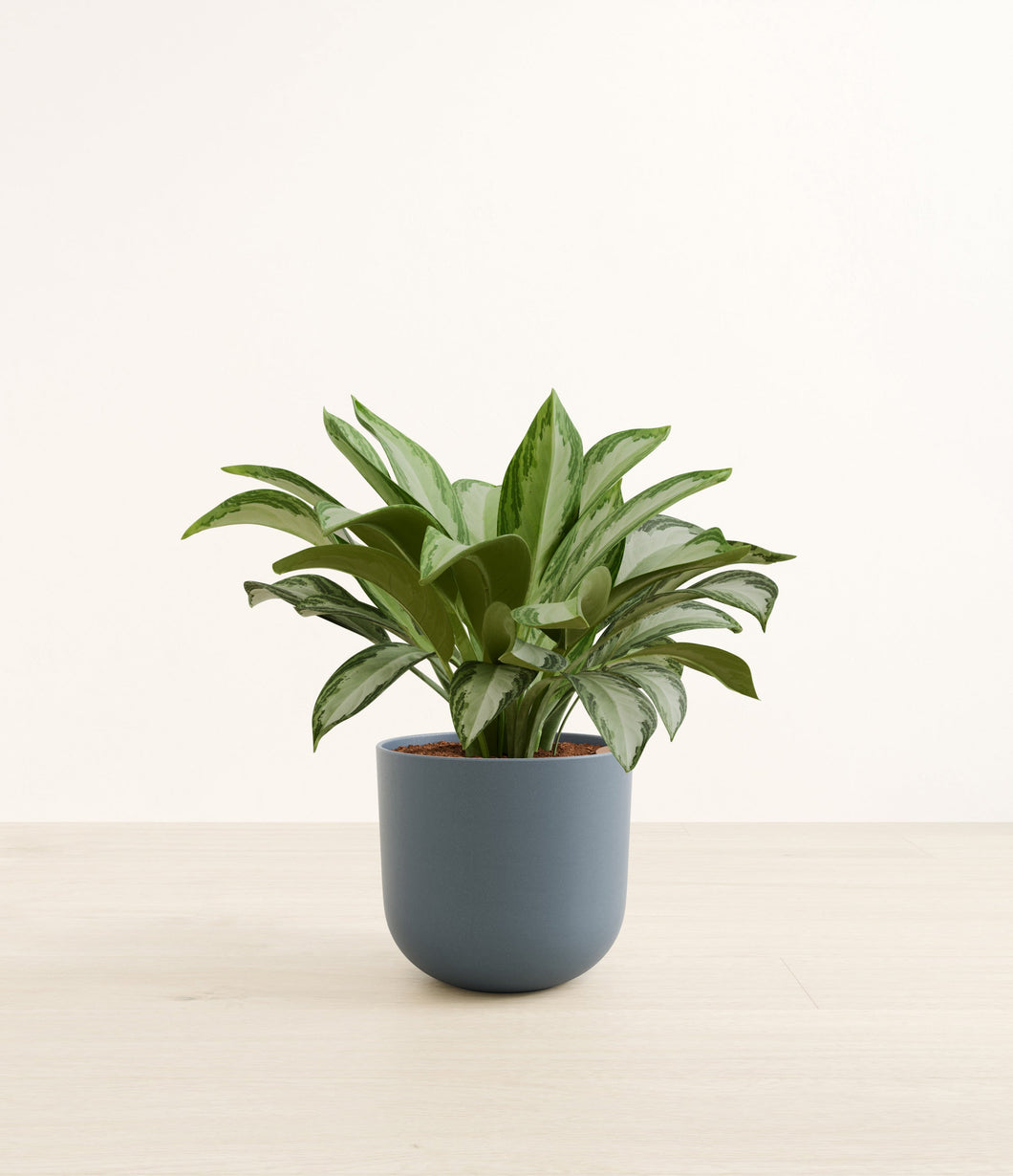 Iron Gray*****Profile