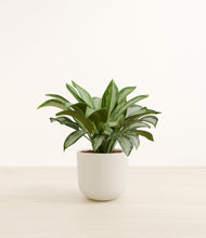 Load image into Gallery viewer, Natural Bamboo*****Profile
