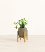 Load image into Gallery viewer, Olive stand:bamboo

