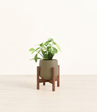 Load image into Gallery viewer, Olive stand:walnut
