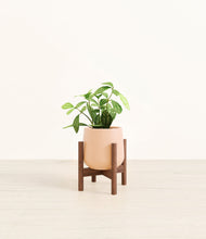 Load image into Gallery viewer, Gentle Pink stand:walnut
