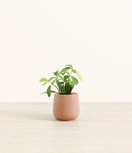 Load image into Gallery viewer, Calm Rose*****Profile
