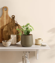 Load image into Gallery viewer, Olive
