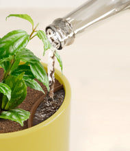 Load image into Gallery viewer, Key Lime Yellow stand:all
