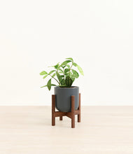 Load image into Gallery viewer, Iron Gray stand:walnut
