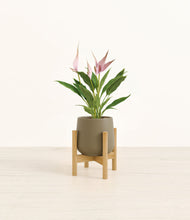 Load image into Gallery viewer, Olive stand:bamboo
