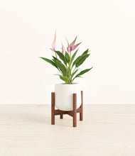 Load image into Gallery viewer, White stand:walnut
