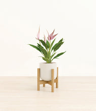 Load image into Gallery viewer, Cotton White stand:bamboo
