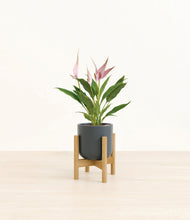 Load image into Gallery viewer, Iron Gray stand:bamboo
