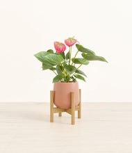 Load image into Gallery viewer, Calm Rose stand:bamboo
