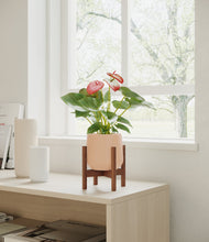 Load image into Gallery viewer, Gentle Pink stand:walnut
