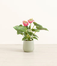 Load image into Gallery viewer, Turquoise*****Profile
