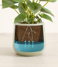 Load image into Gallery viewer, Turquoise
