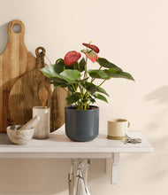 Load image into Gallery viewer, Iron Gray
