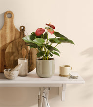 Load image into Gallery viewer, Sage Green
