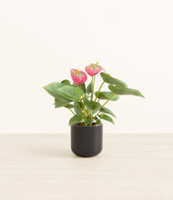 Load image into Gallery viewer, Stone Black*****Profile
