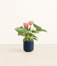 Load image into Gallery viewer, Twilight Blue*****Profile
