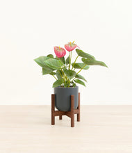 Load image into Gallery viewer, Iron Gray stand:walnut
