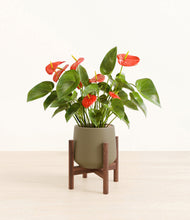 Load image into Gallery viewer, Olive stand:walnut
