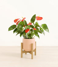Load image into Gallery viewer, Gentle Pink stand:bamboo
