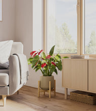 Load image into Gallery viewer, Olive stand:bamboo
