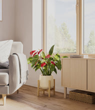 Load image into Gallery viewer, Almond Green stand:bamboo
