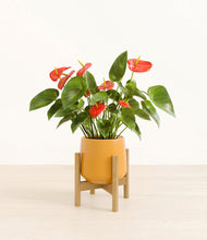 Load image into Gallery viewer, Mustard stand:bamboo
