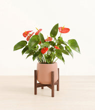 Load image into Gallery viewer, Calm Rose stand:walnut
