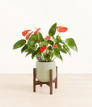 Load image into Gallery viewer, Turquoise stand:walnut
