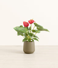 Load image into Gallery viewer, Olive*****Profile
