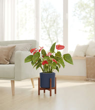 Load image into Gallery viewer, Deep Navy stand:walnut
