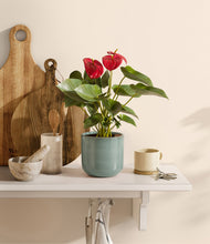 Load image into Gallery viewer, Reactive Aqua
