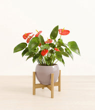 Load image into Gallery viewer, Winter Clouds stand:bamboo
