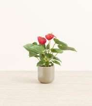 Load image into Gallery viewer, Sage Green*****Profile
