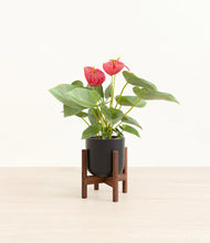 Load image into Gallery viewer, Stone Black stand:walnut
