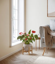 Load image into Gallery viewer, Winter Clouds stand:bamboo
