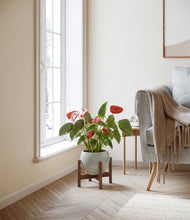 Load image into Gallery viewer, Deep Ocean stand:walnut
