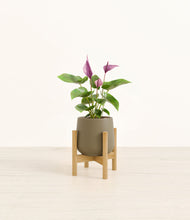Load image into Gallery viewer, Olive stand:bamboo
