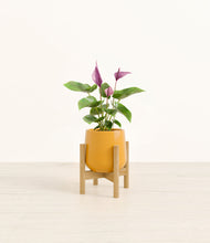 Load image into Gallery viewer, Mustard stand:bamboo

