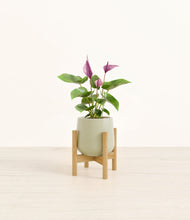 Load image into Gallery viewer, Turquoise stand:bamboo
