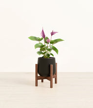 Load image into Gallery viewer, Black stand:walnut
