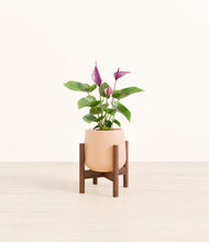 Load image into Gallery viewer, Gentle Pink stand:walnut
