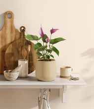 Load image into Gallery viewer, Almond Green
