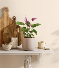 Load image into Gallery viewer, Eternal Gray
