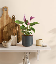 Load image into Gallery viewer, Iron Gray
