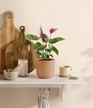 Load image into Gallery viewer, Striped Peach Pink
