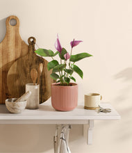 Load image into Gallery viewer, Striped Rose Pink
