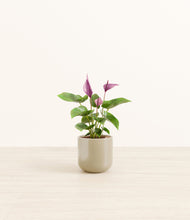 Load image into Gallery viewer, Sage Green
