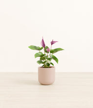 Load image into Gallery viewer, Sandy Pink
